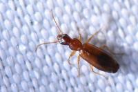Paradromius linearis
