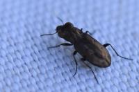 Notiophilus quadripunctatus