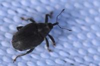 Ceutorhynchus picitarsis