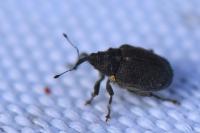 Ceutorhynchus picitarsis
