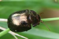 Chrysolina bankii