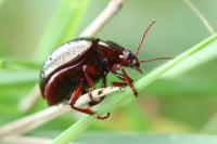 Chrysolina bankii