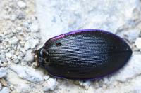 Carabus violaceus
