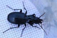 Pterostichus cristatus