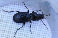 Pterostichus cristatus
