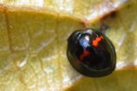 Chilocorus bipustulatus