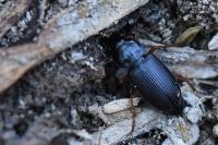 Anisodactylus binotatus
