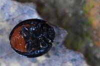 Chilocorus renipustulatus