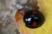 Chilocorus renipustulatus
