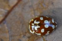 Myrrha octodecimguttata