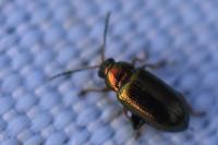 Crepidodera aurata