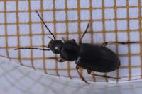 Stenolophus mixtus