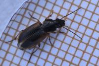 Stenolophus mixtus