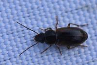 Stenolophus mixtus