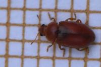 Coccidula rufa