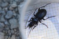 Pterostichus cristatus