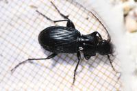 Pterostichus cristatus