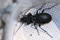 Pterostichus cristatus