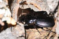 Pterostichus madidus