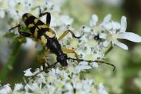 Rutpela maculata