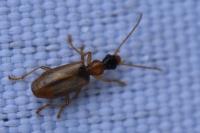 Demetrias atricapillus
