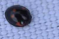Exochomus quadripustulatus