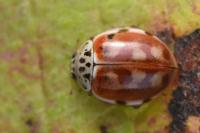 Harmonia quadripunctata