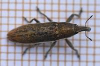 Lixus ochraceus
