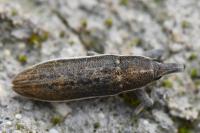 Lixus ochraceus