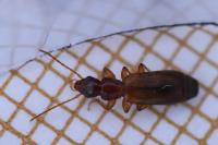 Paradromius linearis