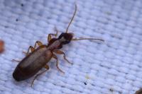 Paradromius linearis
