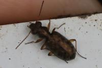 Asaphidion stierlini