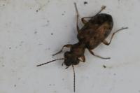 Asaphidion stierlini