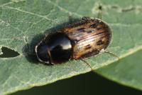 Nimbus contaminatus