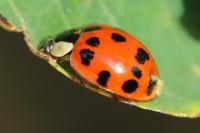 Harmonia axyridis