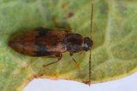Marolia variegata