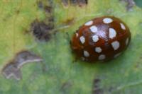 Calvia quatuordecimguttata