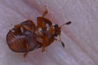Cychramus luteus