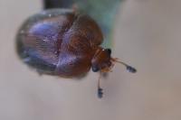 Cychramus luteus