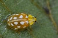 Halyzia sedecimguttata