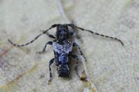 Pogonocherus hispidus