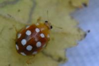 Vibidia duodecimguttata