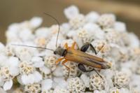 Oedemera podagrariae