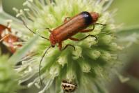 Rhagonycha fulva