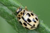 Propylea quatuordecimpunctata