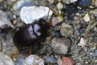 Nalassus laevioctostriatus