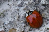 Harmonia axyridis