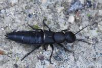 Ocypus olens
