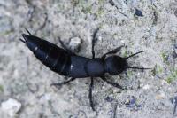 Ocypus olens