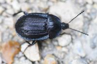 Phosphuga atrata